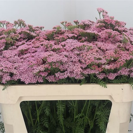 Achillea Anita Pink