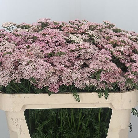 Achillea Anita Pink