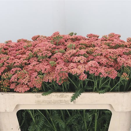 Achillea Annemieke