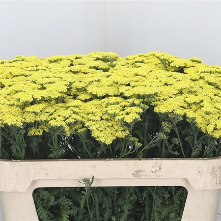 Achillea Anthea