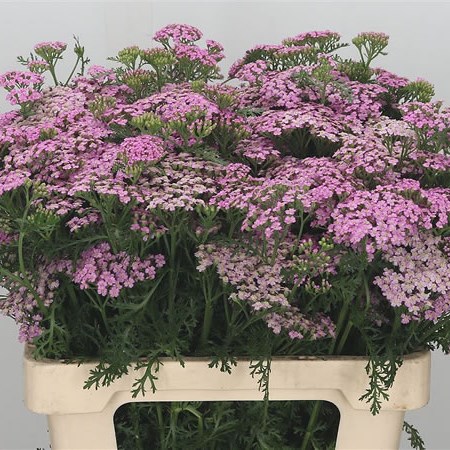 Achillea Bianca Pink Classic