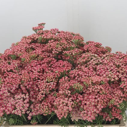 Achillea Bubblegum