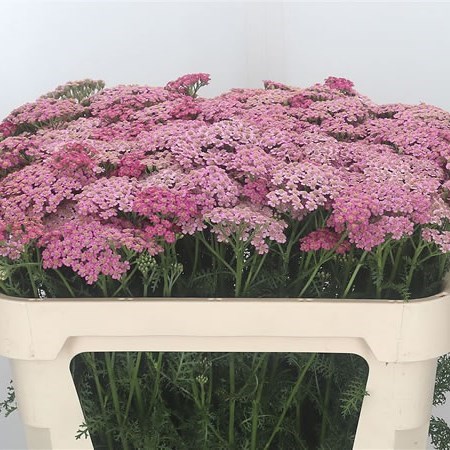 Achillea Daphne