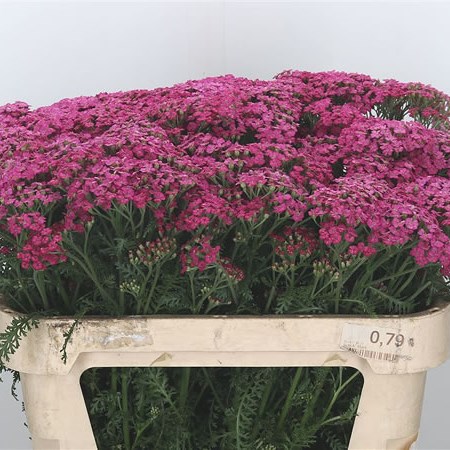 Achillea Daphne