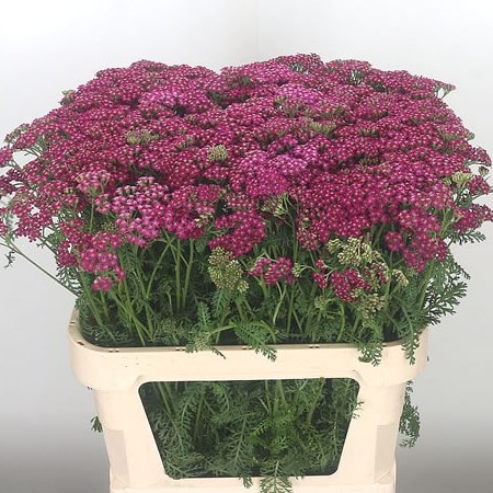 Achillea Deep Purple
