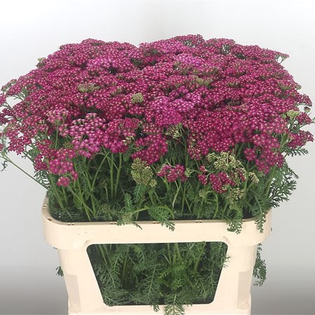 Achillea Deep Purple