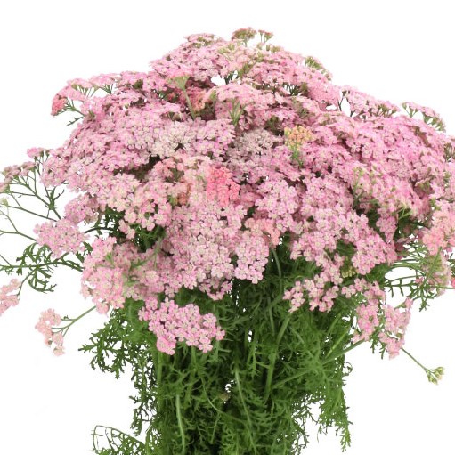 Achillea Doutze
