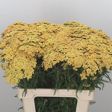 Achillea Goldfinger