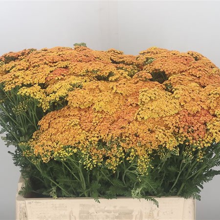 Achillea Jo - Ann