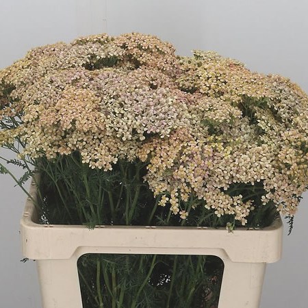 Achillea Lachsschoenheid