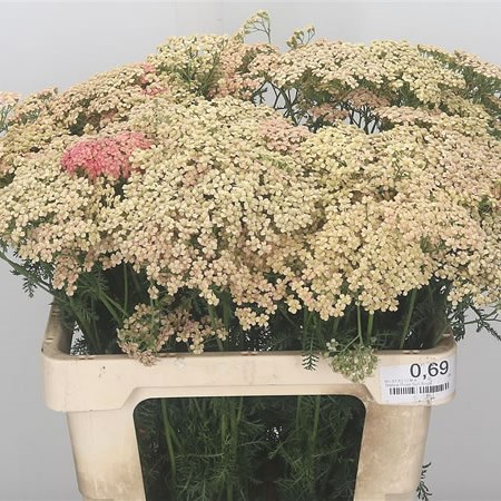 Achillea Lachsschoenheid