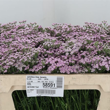 Achillea Lilac Beauty