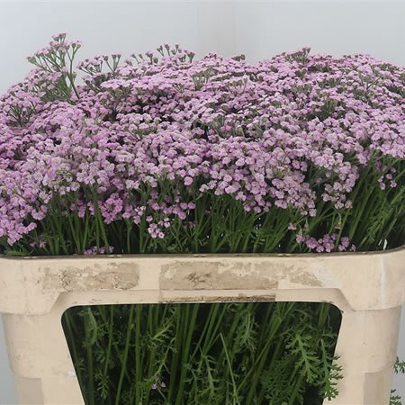 Achillea Lilac Beauty
