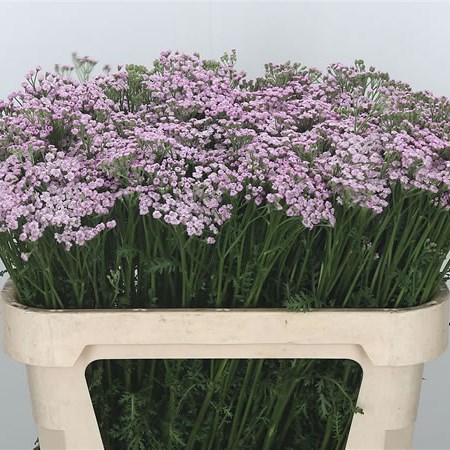 Achillea Lilac Beauty