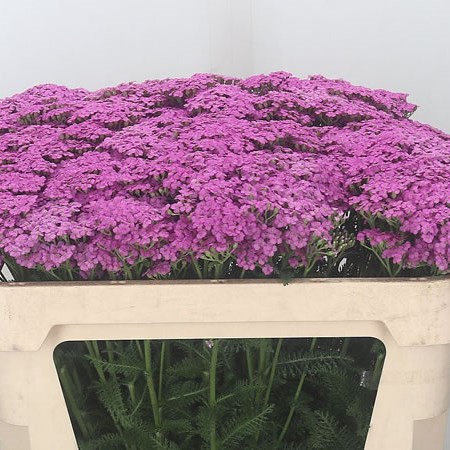 Achillea Lilac Dream