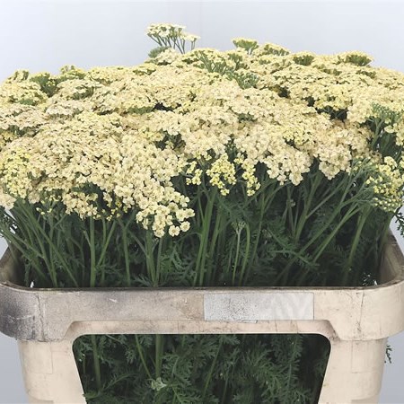 Achillea Marieke