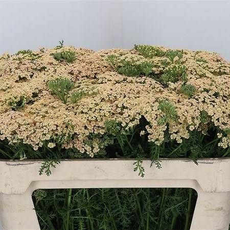 Achillea Molly