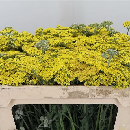 Achillea Moonshine