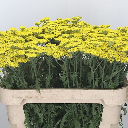 Achillea Moonshine