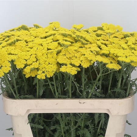 Achillea Moonshine