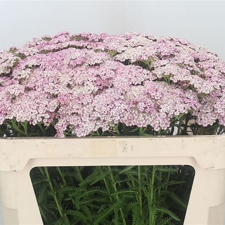 Achillea Natalies Dream