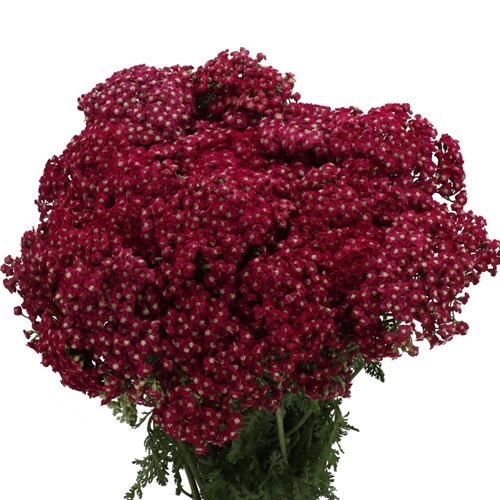 Achillea Neonglow Ember