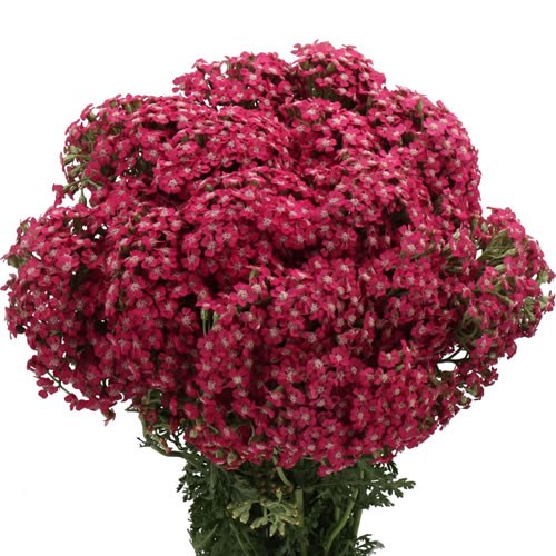 Achillea Neonglow Fuchsia