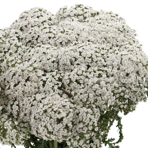 Achillea Neonglow Moon