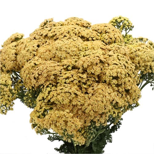 Achillea Neonglow Saffron