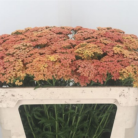 Achillea Orange Dream