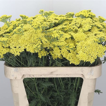 Achillea Ovation