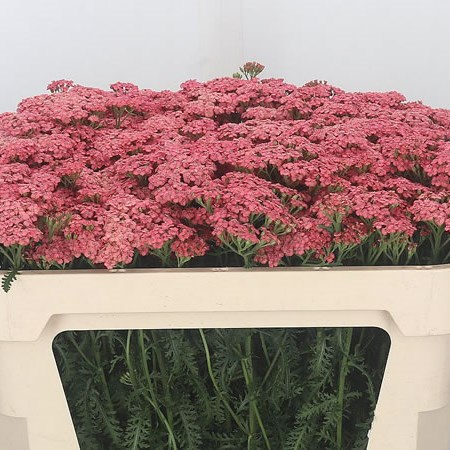 Achillea Pale Red