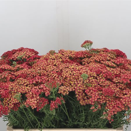 Achillea Paprika