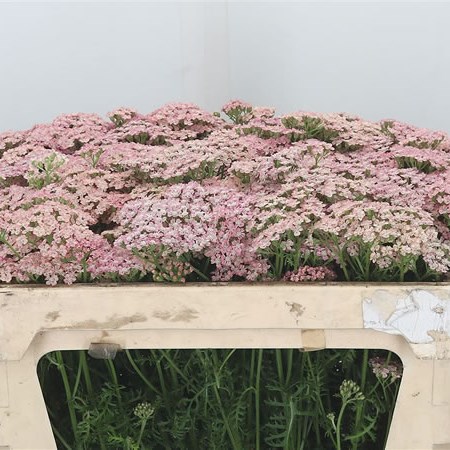 Achillea Pink Floyd