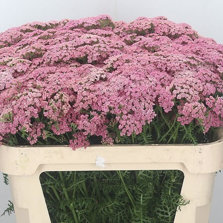 Achillea Pink Floyd