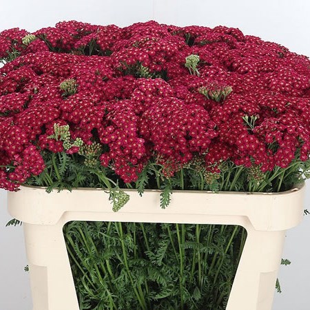 Achillea Rednek