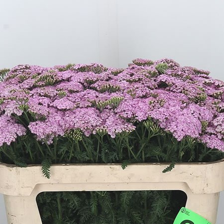 Achillea Sara