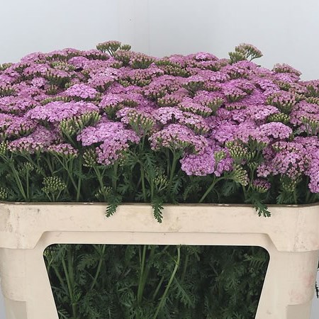 Achillea Sara