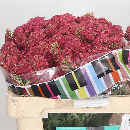 Achillea Surpreme Sunset