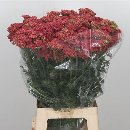 Achillea Surprising