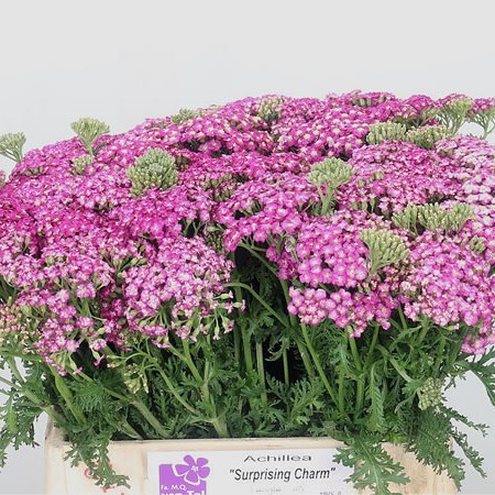Achillea Surprising Charm