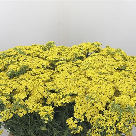 Achillea Surprising Yellow