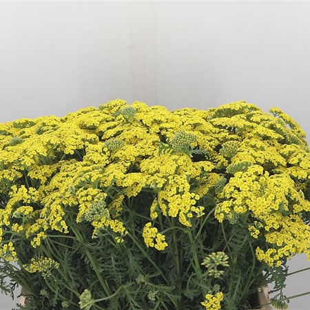 Achillea Surprising Yellow