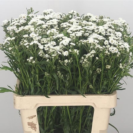 Achillea The Pearl
