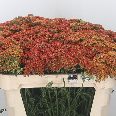 Achillea Walter Funken