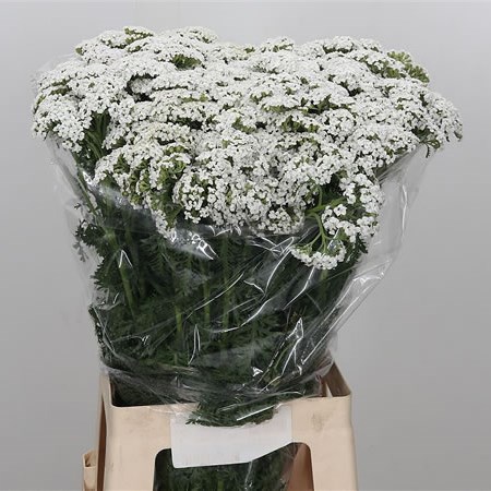 Achillea White