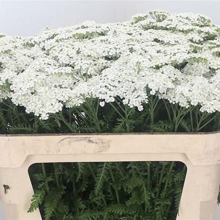 Achillea White Pure Beauty
