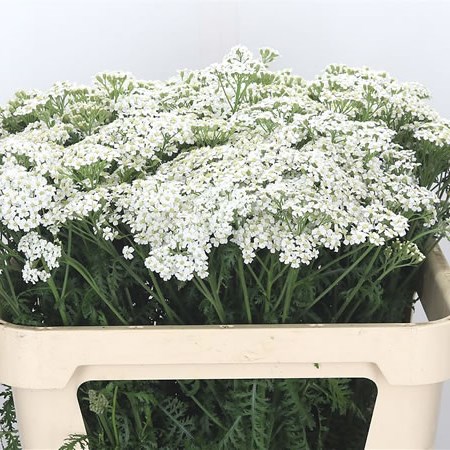 Achillea White Pure Beauty