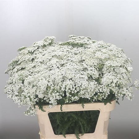 Achillea White Pure Beauty