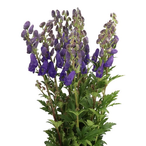 Aconitum Arendsii